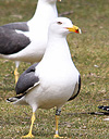 juvenile LBBG in October, ringed in Norway. (131273 bytes)